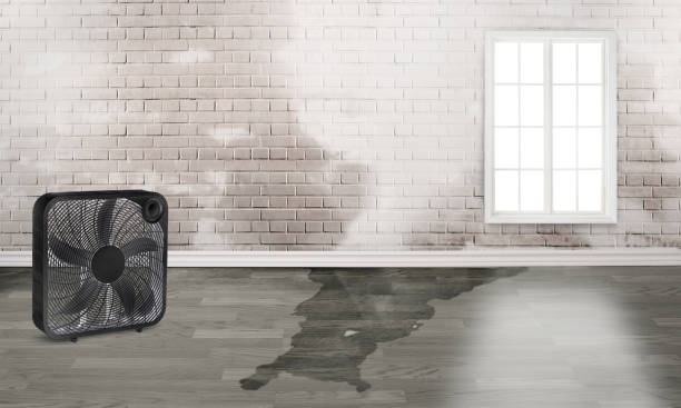 Best Flood damage cleanup  in Olympia Fields, IL