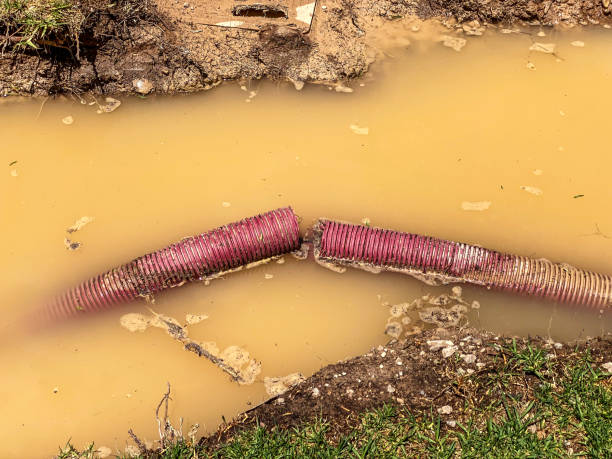 Best Flood restoration services  in Olympia Fields, IL