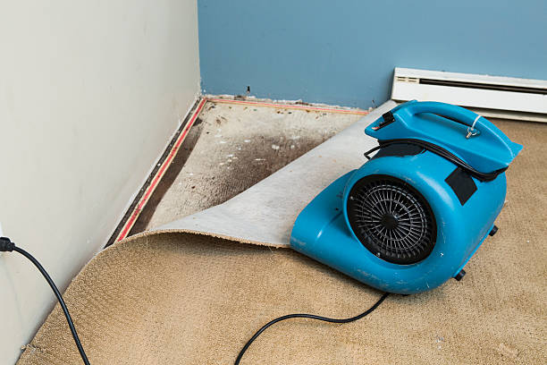 Best Professional water damage repair  in Olympia Fields, IL